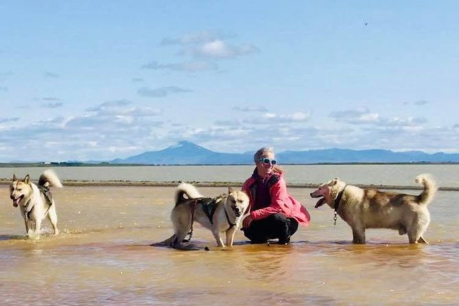 Small Group Husky Sledding Tour from Capital Region - Who This Husky Tour Fits Best (and Who Might Skip It)