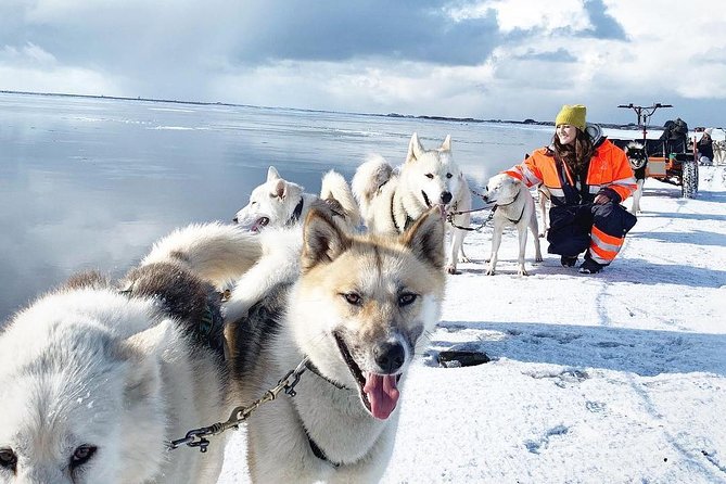 Small Group Husky Sledding Tour from Capital Region - Getting to the Start Near Mosfellsbær: Timing, Pickup Limits, and Your Car Plan