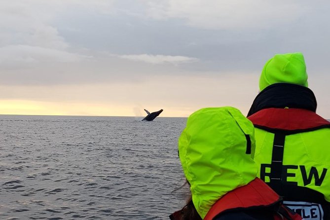 Small-group Whale Watching in the Midnight Sun from Reykjavík - Price and value: what $203.50 buys you