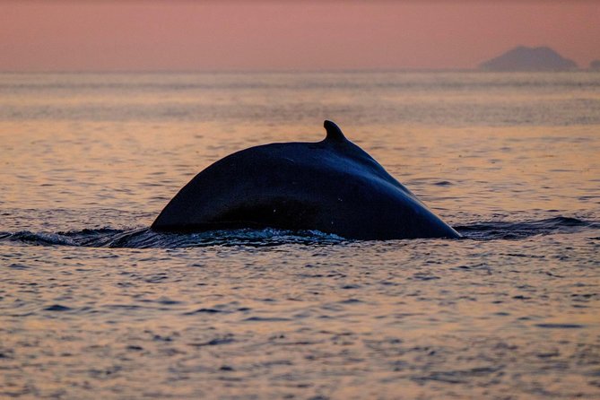 Small-group Whale Watching in the Midnight Sun from Reykjavík - Stop 5: Sun Voyager and the late-evening wrap-up