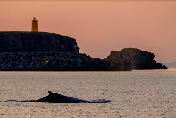 Small-group Whale Watching in the Midnight Sun from Reykjavík - Wildlife odds: what you’re really hoping to see
