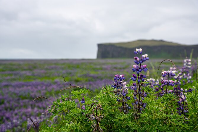 South Coast and Glacier Walk Full day Private Tour From Reykjavík - Vik í Mýrdal Break: A Real Southern Village Pause