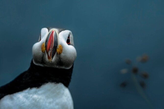 South Coast Sagas: Small Group Tour with Pick-up from Reykjavik - Reynisfjara black sand beach: lunch + basalt drama