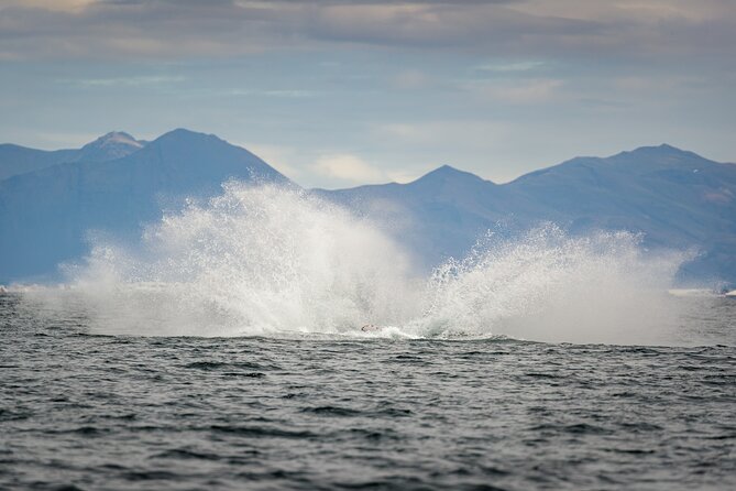Speedboat Whale Watching Small-Group Tour in Reykjavik - Why This RIB Tour Works So Well for Whale Spotting