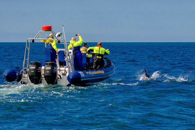 Speedboat Whale Watching Small-Group Tour in Reykjavik - The Main Event: Wildlife in Faxaflói Bay