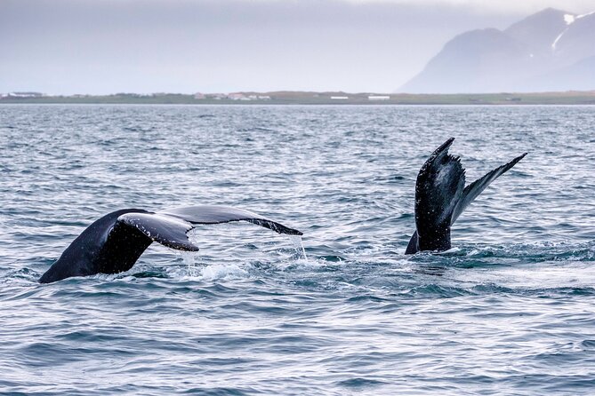 Speedboat Whale Watching Small-Group Tour in Reykjavik - Waterproof Gear and the Real Comfort Check (RIB Edition)