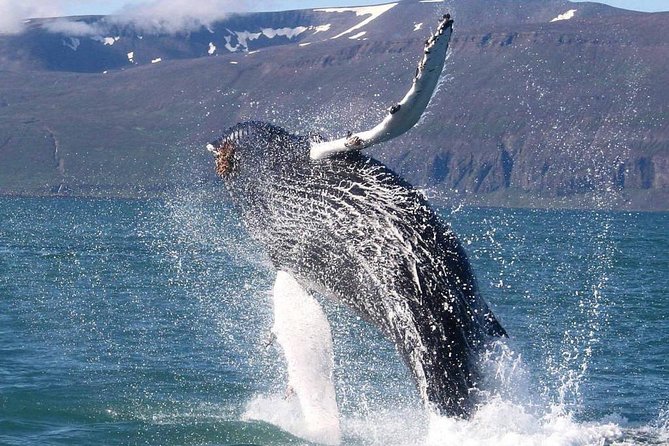 Speedboat Whale Watching Small-Group Tour in Reykjavik - Price and Value: Is $164 Worth It?