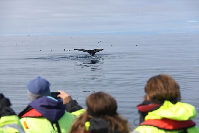 Speedboat Whale Watching Small-Group Tour in Reykjavik - Small Group Size: Why You Feel Involved, Not Just Transported
