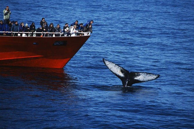 The Original Classic Whale Watching from Reykjavik - Quick takeaways