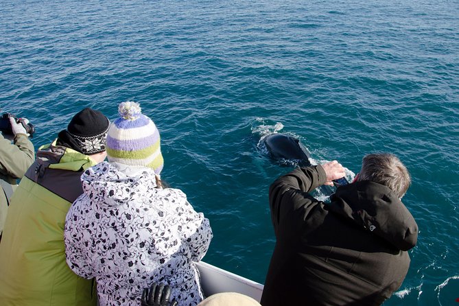 The Original Classic Whale Watching from Reykjavik - Picking your departure: morning vs afternoon in Reykjavik