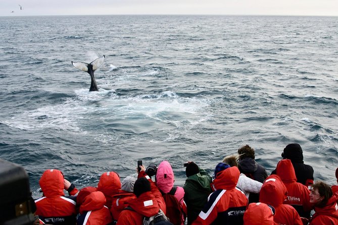 The Original Classic Whale Watching from Reykjavik - The cruise itself: scanning Faxaflói Bay for humpbacks, minke whales, and more