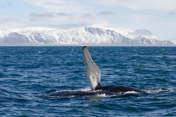 The Original Classic Whale Watching from Reykjavik - The guide factor: marine-biology storytelling that changes what you see