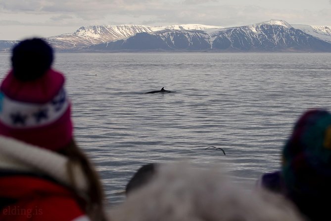 The Original Classic Whale Watching from Reykjavik - Onboard amenities and the Wildlife Exhibition add-on