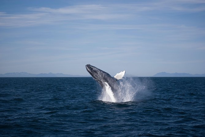 The Original Classic Whale Watching from Reykjavik - No whales or dolphins? Your free return plan