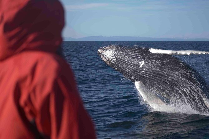 The Original Classic Whale Watching from Reykjavik - Check-in at Ægisgarður 5c and what happens before boarding