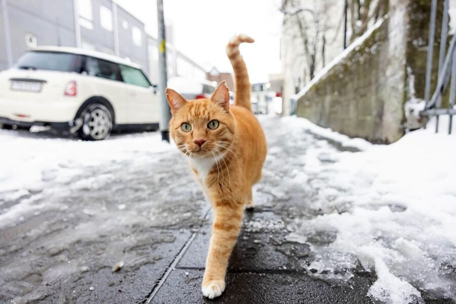 The Private Reykjavik CatWalk - Private guide + included coffee: what you really pay for