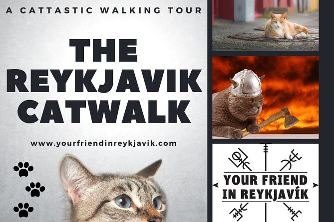 The Reykjavik Cat Walking Tour - Walking route, comfort, and who should take this