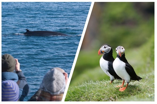 Two-In-One: Whale & Puffin Watching Tours from Reykjavik - How the heated saloon and protective gear change the experience