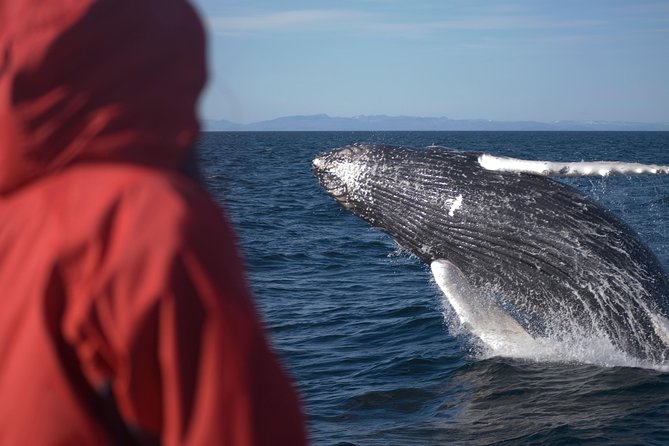 Two-In-One: Whale & Puffin Watching Tours from Reykjavik - The Old Harbour break: lunch, reset, and a quick Reykjavik breather