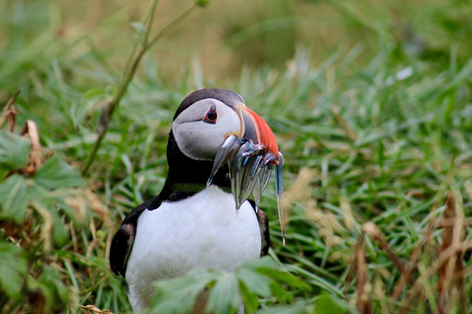 Two-In-One: Whale & Puffin Watching Tours from Reykjavik - Value check: is $140 worth it?