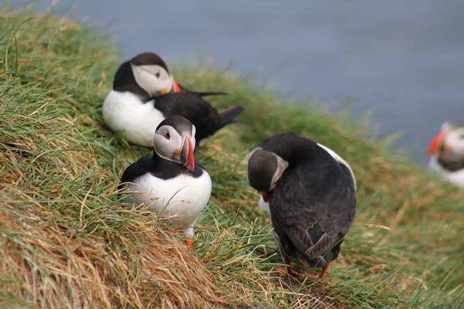 Two-In-One: Whale & Puffin Watching Tours from Reykjavik - Who this tour suits best (and when you might want another option)