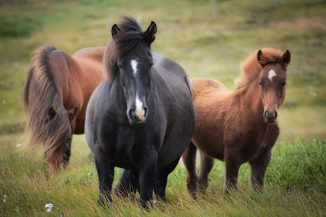 Viking Horse Riding and Golden Circle Tour from Reykjavik - Who This Tour Suits Best (And Who Might Want Another Style)