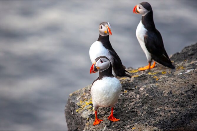 Westman Islands, Volcanoes and Puffins Small Group Tour - Puffin watching: what to expect when the weather shifts