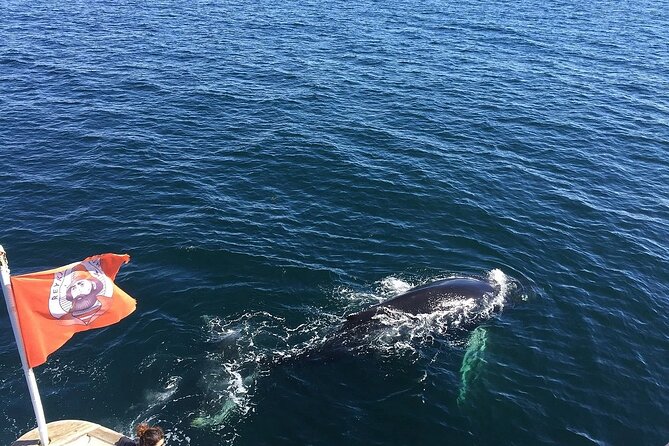 Whale Watching And Fly Over Iceland Guided Tour - Inside the boat experience: photos, timing, and what “real” feels like