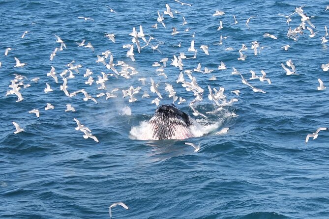 Whale Watching And Fly Over Iceland Guided Tour - Price and value: is $146 really a smart combo?
