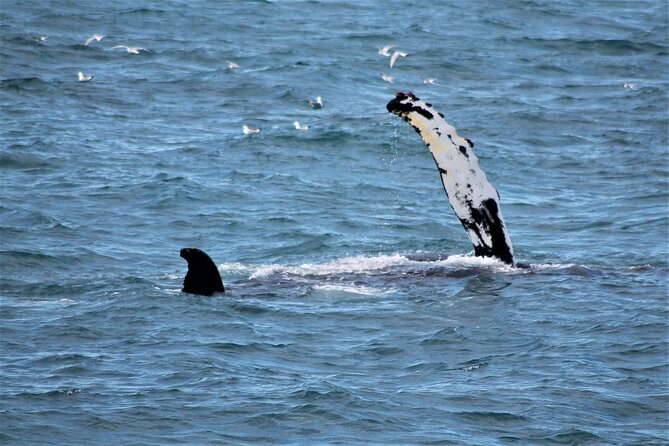 Whale Watching And Fly Over Iceland Guided Tour - Who should book this Reykjavik Sailors combo?