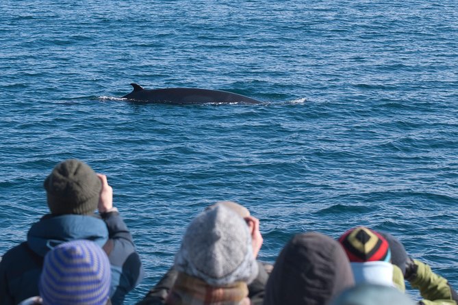 Whale Watching and Golden Circle Tour from Reykjavik - A Day Built Around Whales and the Golden Circle