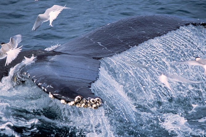 Whale Watching and Golden Circle Tour from Reykjavik - Strokkur and the Geysir Area: Steam, Timing, and Photos