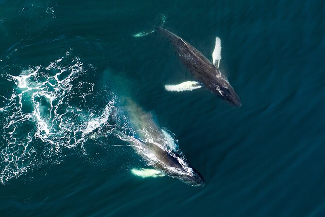 Whale Watching and Golden Circle Tour from Reykjavik - Price and Packing: Getting Value From $211