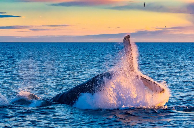 Whale Watching and Golden Circle Tour from Reykjavik - Who This Tour Fits Best (And Who Might Prefer a Different Plan)
