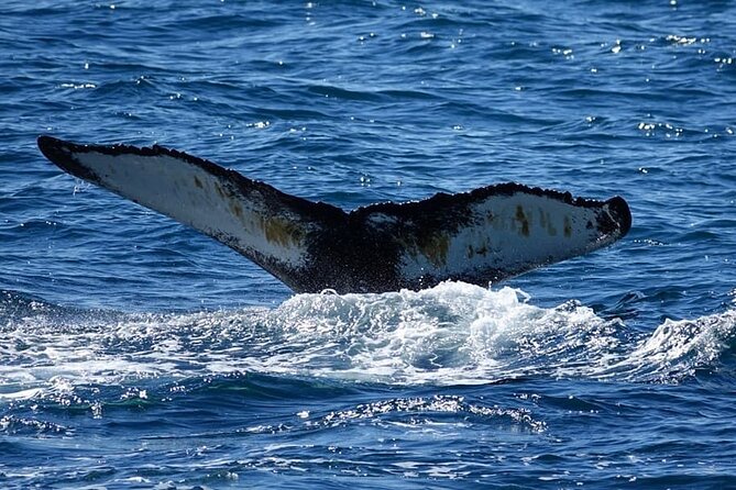 Whale Watching and Marine Life Tour in Reykjavik - Islands you’ll pass: Engey, Lundey, and Viðey