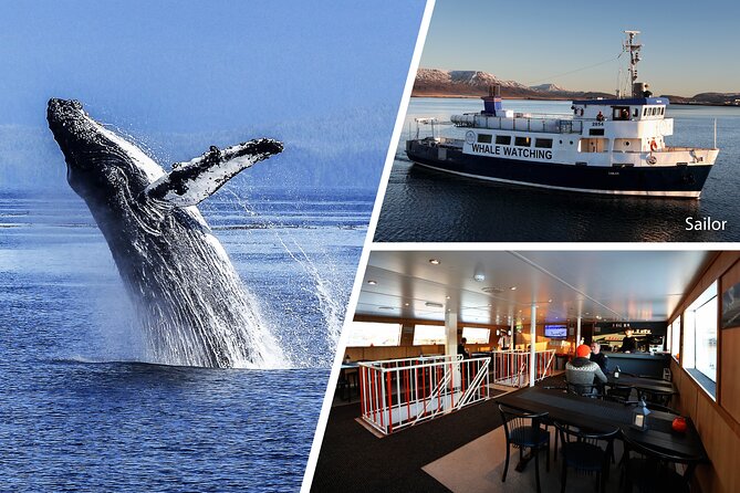 Whale Watching and Marine Life Tour in Reykjavik - What marine life you might see, and what the captain teaches you