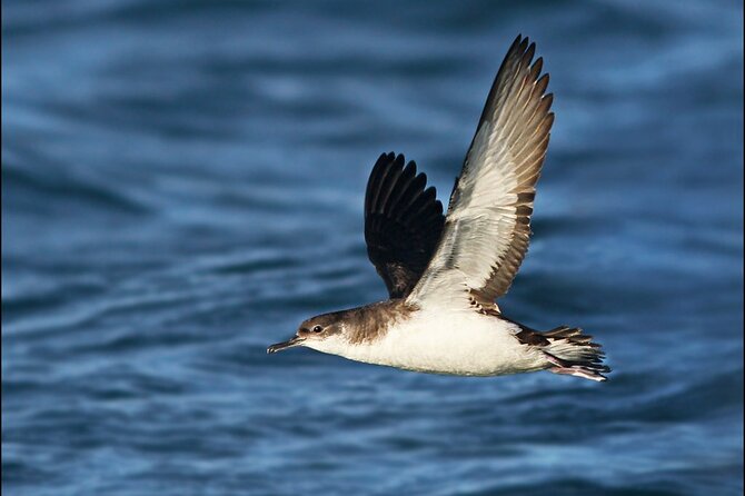 Whale Watching and Marine Life Tour in Reykjavik - The real “feel” of the tour on the water