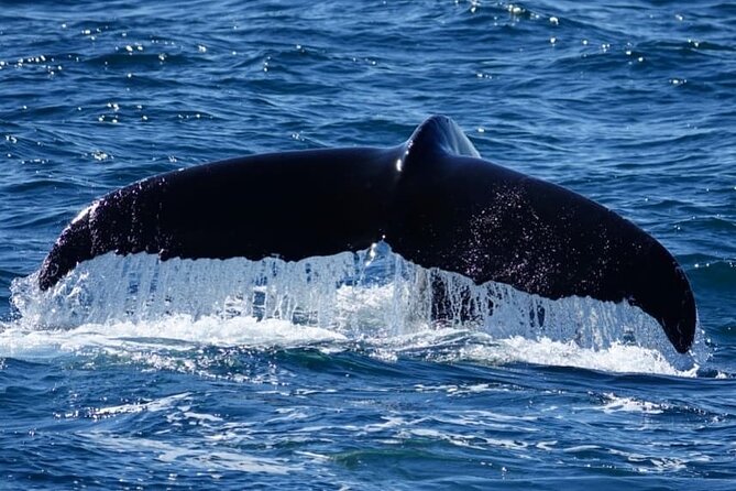 Whale Watching and Marine Life Tour in Reykjavik - City-to-sea momentum: Harpa and Reykjavik’s waterfront from the water