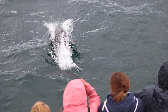 Whale Watching and Northern Lights Half-Day Combo Tour - The Day Boat: What Whale Watching Feels Like on Reykjavik Waters