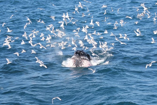 Whale Watching and Northern Lights Half-Day Combo Tour - Who This Tour Suits Best (and Who Might Want a Different Option)
