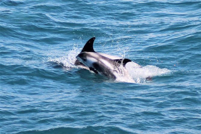 Whale Watching and Northern Lights Half-Day Combo Tour - Should You Book This Whale Watching and Northern Lights Combo?