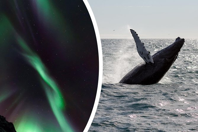 Whale Watching and Northern Lights Half-Day Combo Tour - FAQ