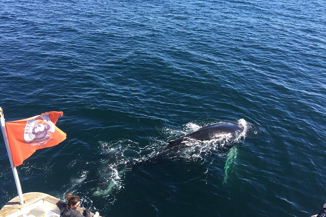 Whale Watching and Northern Lights Half-Day Combo Tour - Northern Lights Night: How the Guides Increase Your Odds
