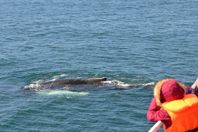 Whale Watching & ATV Adventure from Reykjavik - Key Points You Should Know Before You Go