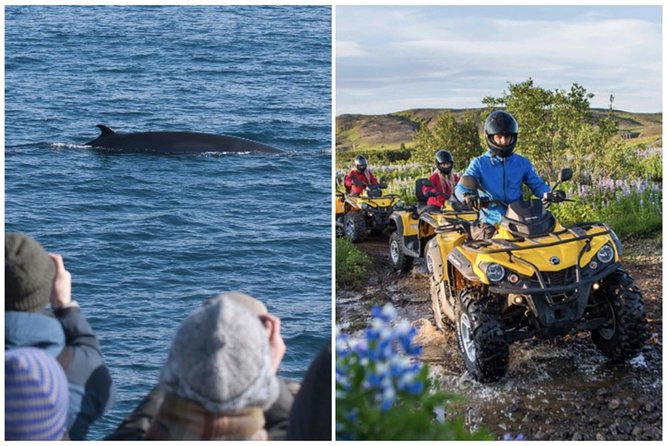 Whale Watching & ATV Adventure from Reykjavik - A Full-Day Double: Quads in Iceland, Whales in Faxaflói Bay