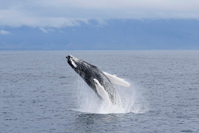 Whale-Watching Boat Tour with Expert Guide from Reykjavik - Reykjavik to the Old Harbor: quick setup, real time at sea