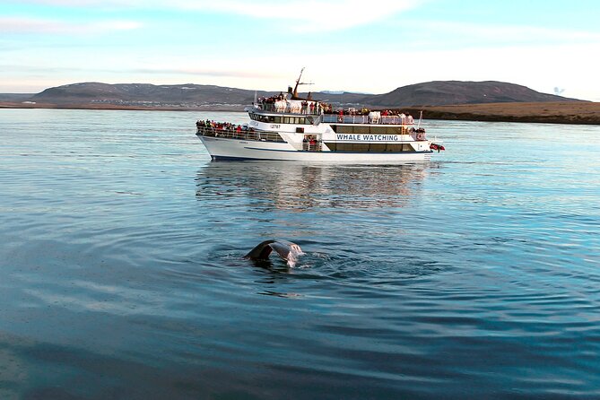 Whale-Watching Boat Tour with Expert Guide from Reykjavik - Where you’ll watch: deck vs indoor viewing (and seat strategy)
