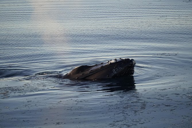 Whale-Watching Boat Tour with Expert Guide from Reykjavik - The search in Faxaflói Bay: what animals you’re actually looking for