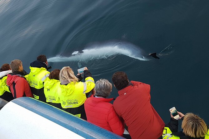 Whale-Watching Boat Tour with Expert Guide from Reykjavik - Comfort in rough weather: heated indoors and hot drinks on demand