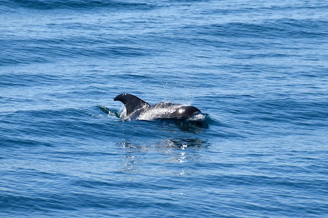 Whale-Watching Boat Tour with Expert Guide from Reykjavik - Photos and Wi‑Fi: post while it’s still fresh